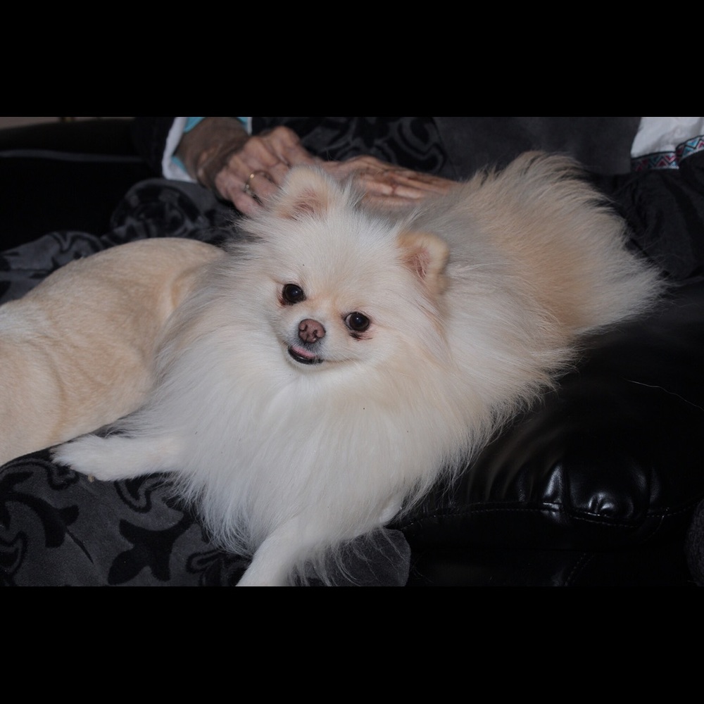 Meet your Posher, Jesus